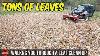 How To Do A Fall Leaf Clean Up 145 In 1 5 Hours Bagging Leaves Simple Basic Clean Up